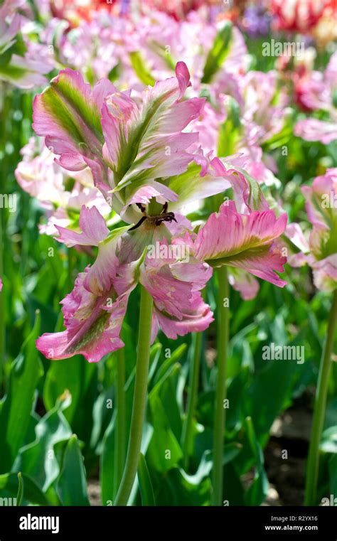 Parrot Tulip Green Wave In Bloom In A Garden Stock Photo Alamy