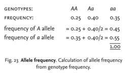 Allele frequency | definition of allele frequency by Medical dictionary