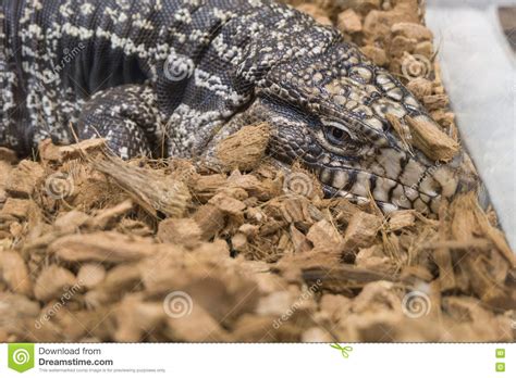 Tegu Blanco Y Negro Tegu Gigante De Argentina Merianae Del Tupinambis