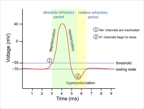 The Refractory Period Goes From Absolute To Relative Whe Quizlet