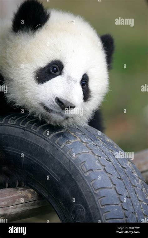 Giant Panda Cub Stock Photo - Alamy