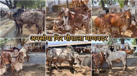 Ansuya Gir Gaushala Manavadr Ki Gir Gay And Bull YouTube