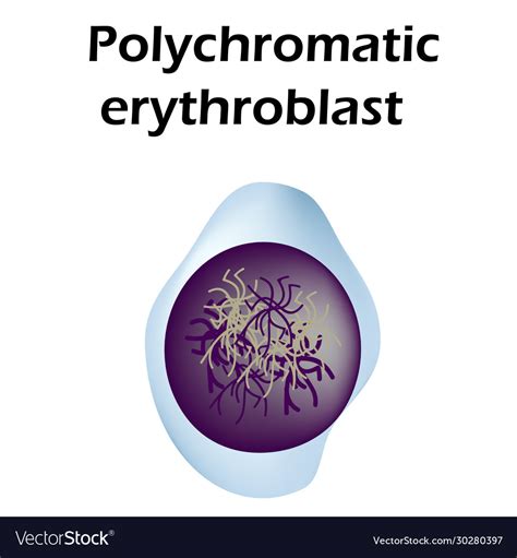 Structure erythrocyte erythrocyte Royalty Free Vector Image