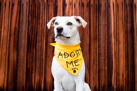 Adopting A Dog: Your Ultimate Guide - Bullypaws.org