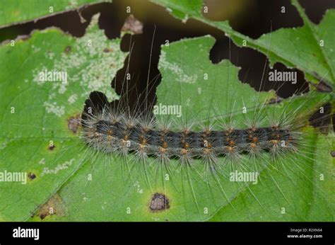 Fall Webworm Moth, Hyphantria cunea, caterpillar Stock Photo - Alamy