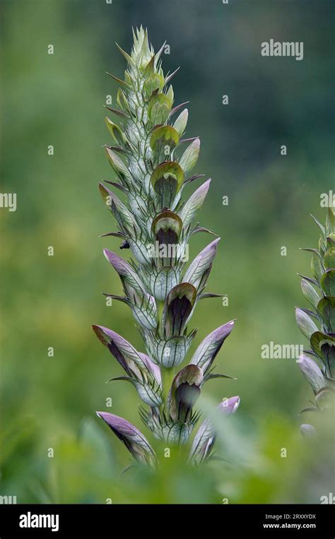 Bears Breech Garden Hi Res Stock Photography And Images Alamy