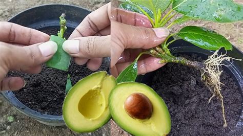 An Easy Method Of Propagating Avocados Using The Stem Cuttings