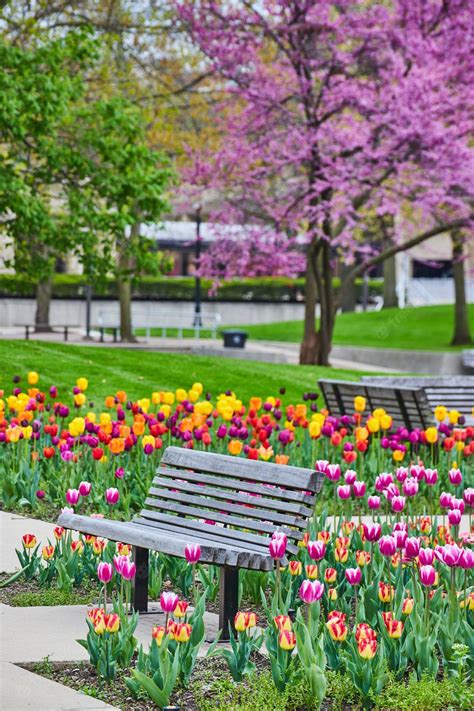 Premium Photo | Park bench surrounded by stunning tulip garden with