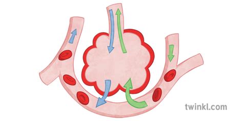 Alveoli Gas Exchange Diagram