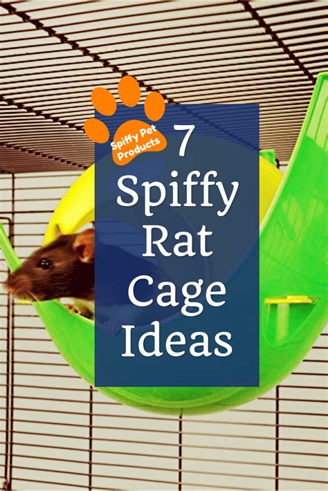 Pet Rat Set Up at Thomas Lujan blog