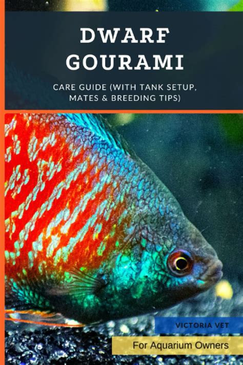 Dwarf Gourami Care Guide With Tank Setup Mates Breeding Tips