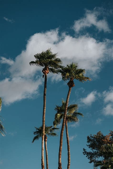 Palms Trees Sky Clouds Hd Phone Wallpaper Peakpx