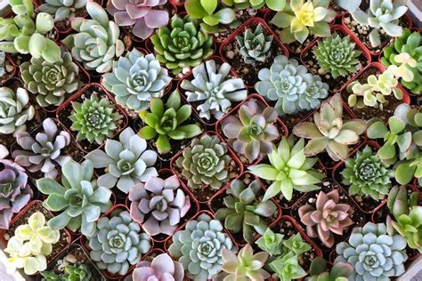 Комнатные цветы Суккуленты - 70 фото