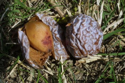 Гинкго билоба. Реликтовый, целебный - фото и описание, отзывы ...