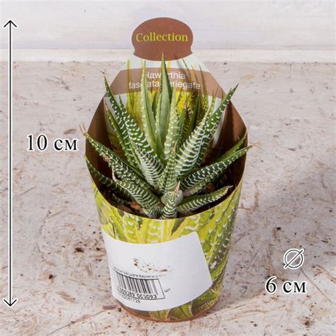 Хавортия фасциата Вариегата 6/10 см, 6 дм, 1 шт - купить по выгодной ...