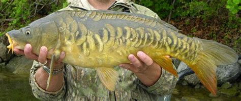 Fish Common Carp Fish Cyprinus Carpio Veterinary Online