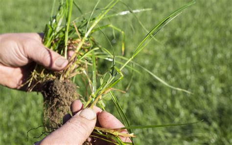 Agresearch To Launch Ge Ryegrass Trial Bid In Nz