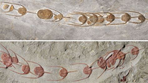 These 480-million-year-old conga lines preserve early signs of group behavior | NOVA | PBS