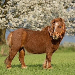 Загадки о пони — Поэтическая комната | Стихи, картинки, любовь