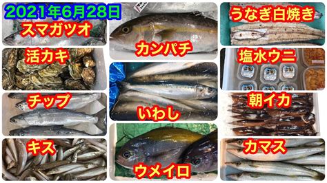 カマス、キス、ウメイロ、塩水ウニ、チップなど多数入荷です！【札幌多田水産】2021年6月28日 Youtube