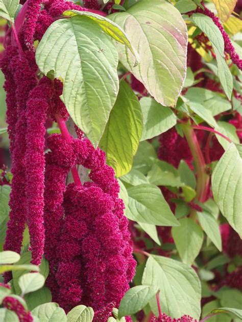 L Amarante Fleur Ou L Gume La Terre Est Un Jardin