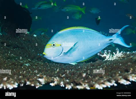 Elongate Surgeonfish Acanthurus Mata Over Table Coral Rinca Komodon