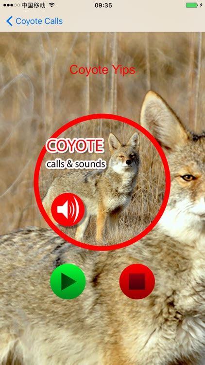 Coyote Hunting Calls & Sounds - Real Coyote Calls by Jing Ren