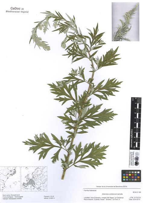 Artemisia Verlotiorum Lamotte Donzell Bord Museu Virtual De La