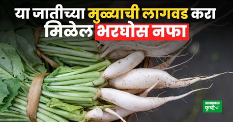 Radish Planting या जातीच्या मुळ्याची लागवड करा मिळेल भरघोस नफा जाणून घ्या अधिक Hello Krushi