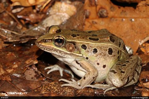 Atlantic Coast Leopard Frog Lithobates Kauffeldi