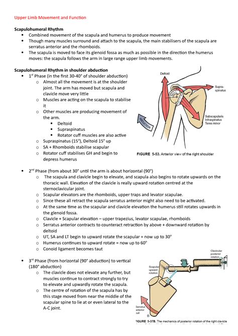 Upper Limb Movement And Function Upper Limb Movement And Function