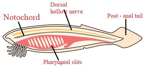 What are the four main characteristics of chordates?