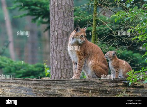 Eurasischer Luchs ,Lynx lynx, eurasian lynx Stock Photo - Alamy