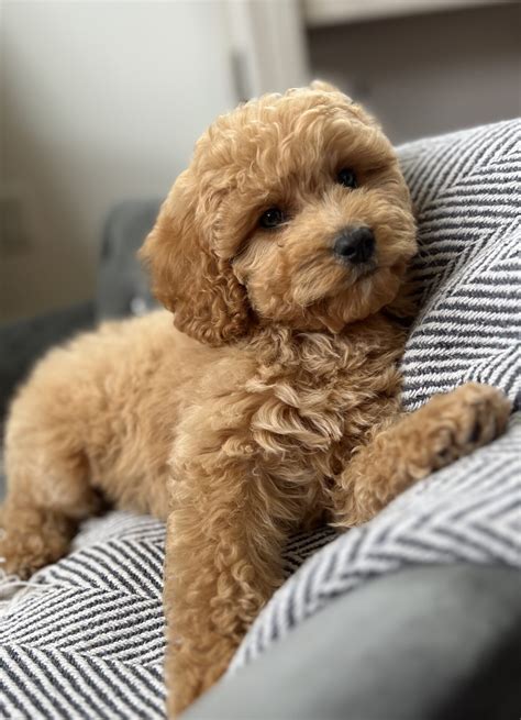 Chewy Teacup Cavapoo Boy 7 15 Lb Cavapoo Puppies For Sale