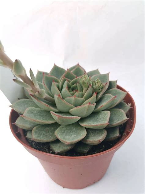 Echeveria Fabiola - Siracactus succulente - echeverie mix - online