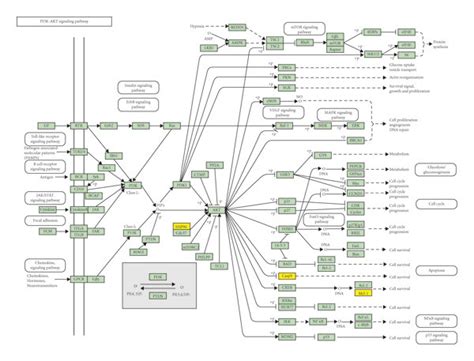 Modulating PI3K-Akt signaling pathway. Key receptors are shown in ... 