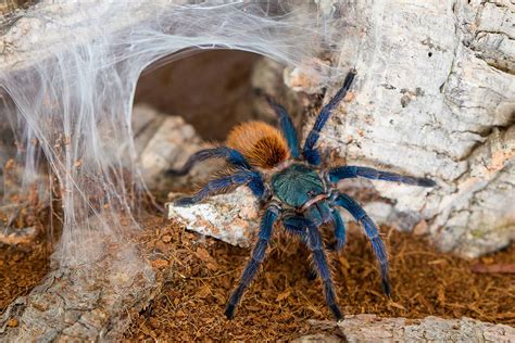 can tarantula vomiting at home 7