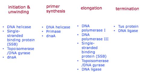 Dna Replication 2 Leading And Lagging Strand Replication Flashcards Quizlet