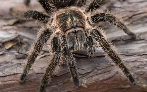 Curly Hair Tarantula Care And Faq The Spider Blog