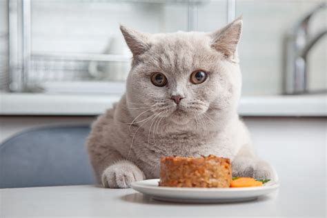 10 Foods You Should Never Feed Your Cat