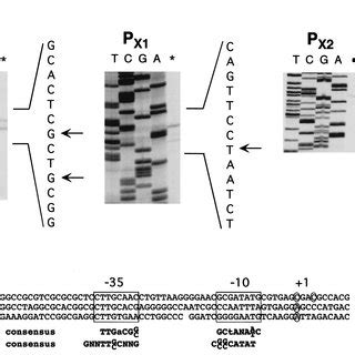 Promoter Analysis Of The C Crescentus ClpP And ClpX Genes A Primer