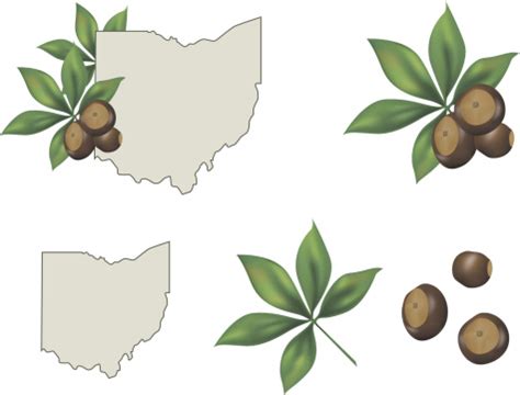 Ohio State Buckeye Vector Free | AI, SVG and EPS