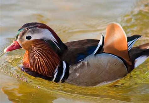 Chinese duck with beautiful feather — Stock Photo © zenjung #2272022