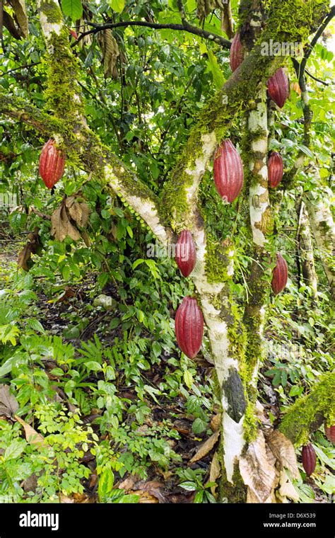 Árbol De Cacao Theobroma Cacao Fotos E Imágenes De Stock Alamy