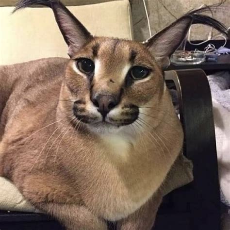 Создать мем "шлепа кот, шлёпа русский кот, смешные коты шлёпа ...