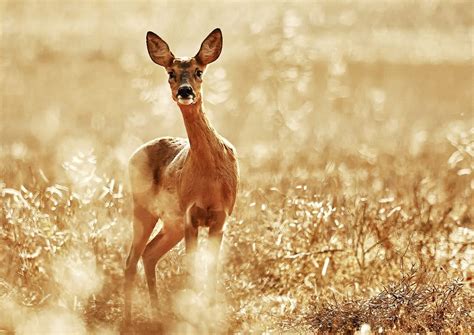 Photographing Deer - The British Deer Society