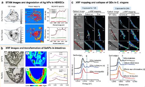 Investigation Of The Biodistribution And Biotransformation Of Nps In