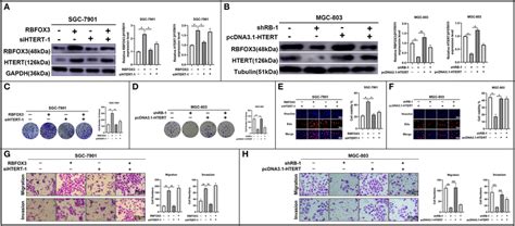 Rbfox Promotes Gastric Cancer Multiplication And Invasion By