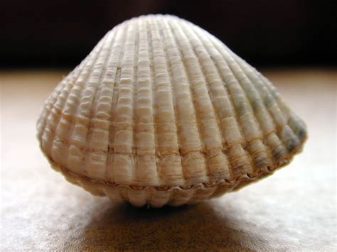 Image*After : images : shell sea 