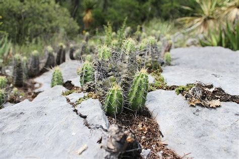 How Cacti Perform Photosynthesis In A Different Way Cactuscare